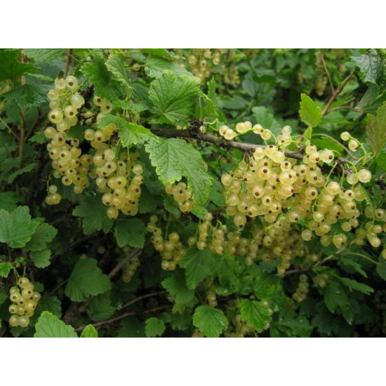 Смородина Виксне (белая)